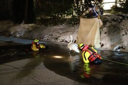 Zwaan uit nare situatie gered door brandweer in Naarden