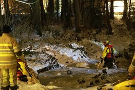 Zwaan uit nare situatie gered door brandweer in Naarden