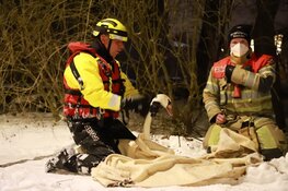 Zwaan uit nare situatie gered door brandweer in Naarden