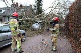 Boom valt op Canta in Blaricum
