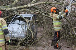 Boom valt op Canta in Blaricum