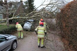 Boom valt op Canta in Blaricum