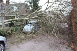 Boom valt op Canta in Blaricum