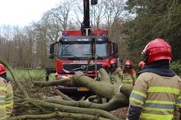 Boom omgewaaid in Huizen