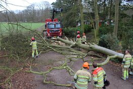 Boom omgewaaid in Huizen