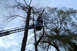 Boom belandt op auto in Naarden