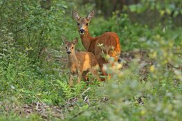 Neem een uniek kijkje in de Kraamkamer van Moeder Natuur