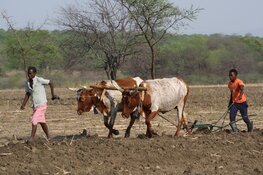 Binga-Support zamelt geld in voor Zimbabwe