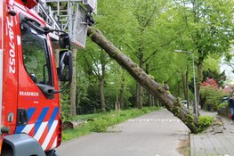 Boom uit grond gerukt door harde wind in Hilversum