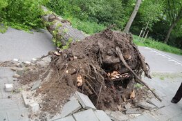 Boom uit grond gerukt door harde wind in Hilversum