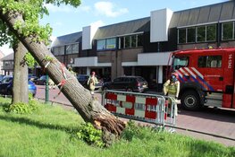 Grote boom omgewaaid langs de Havenstraat in Huizen