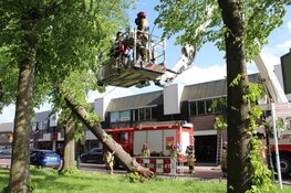 Grote boom omgewaaid langs de Havenstraat in Huizen