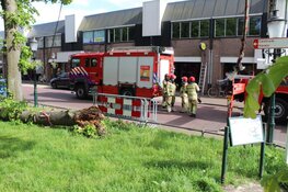 Grote boom omgewaaid langs de Havenstraat in Huizen