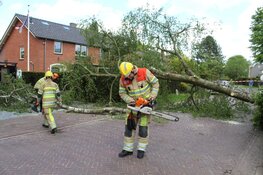 Grote boom omgewaaid in Blaricum