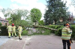 Grote boom omgewaaid in Blaricum
