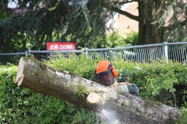 Grote boom omgewaaid in Blaricum
