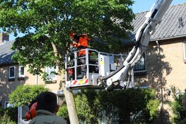 Boom gevaarlijk scheef geraakt door vrachtwagen in Huizen, brandweer ter plaatse