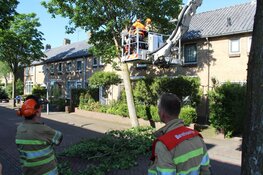 Boom gevaarlijk scheef geraakt door vrachtwagen in Huizen, brandweer ter plaatse