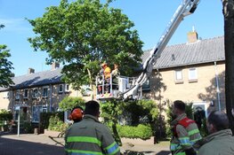 Boom gevaarlijk scheef geraakt door vrachtwagen in Huizen, brandweer ter plaatse