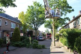 Boom gevaarlijk scheef geraakt door vrachtwagen in Huizen, brandweer ter plaatse