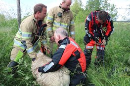 Schaap gered door brandweer in 's-Graveland