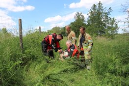 Schaap gered door brandweer in 's-Graveland