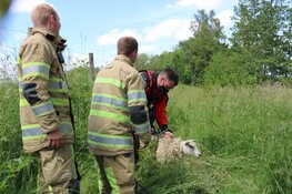 Schaap gered door brandweer in 's-Graveland