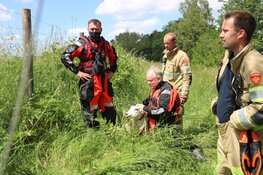Schaap gered door brandweer in 's-Graveland