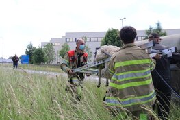 Schaap gered door brandweer in 's-Graveland