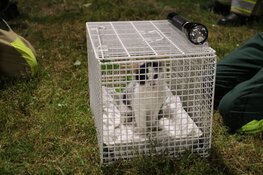 Brandweer redt kitten uit boom langs A1 bij Naarden