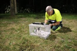 Brandweer redt kitten uit boom langs A1 bij Naarden