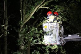 Brandweer redt kitten uit boom langs A1 bij Naarden