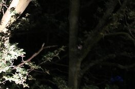 Brandweer redt kitten uit boom langs A1 bij Naarden