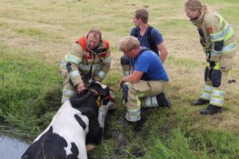Koe uit de sloot gered in Blaricum
