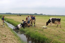 Koe uit de sloot gered in Blaricum