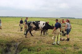 Koe uit de sloot gered in Blaricum