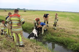 Koe uit de sloot gered in Blaricum