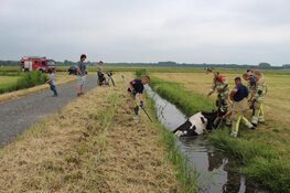 Koe uit de sloot gered in Blaricum