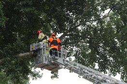 Brandweer snoeit boom uit voorzorg vanwege wind