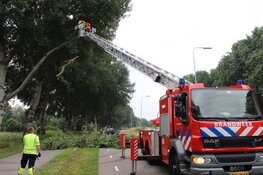 Brandweer snoeit boom uit voorzorg vanwege wind