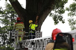 Deel van boom losgescheurd in Naarden