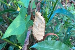 Bever gezien bij natuurgebied Waterlandtak-West te Muiden