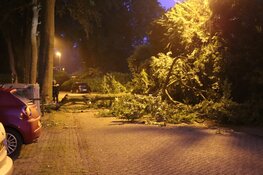 Grote tak breekt af, auto beschadigd