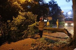 Grote tak breekt af, auto beschadigd
