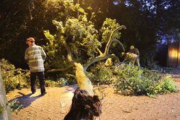 Grote tak breekt af, auto beschadigd