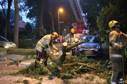 Grote tak breekt af, auto beschadigd