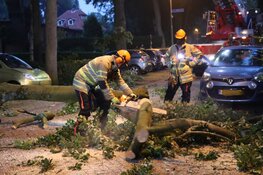 Grote tak breekt af, auto beschadigd