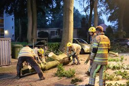 Grote tak breekt af, auto beschadigd