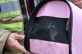 Stuurmanskunsten om 14 weken oud katje