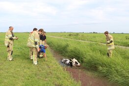 Brandweer redt koe uit de sloot in Blaricum